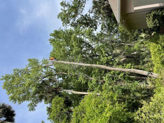 Cummings Lawn & Tree Solutions