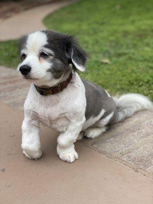 Charspets Mobile Grooming