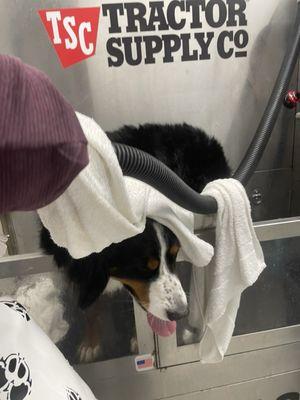 Bernese Mt Dog wash day