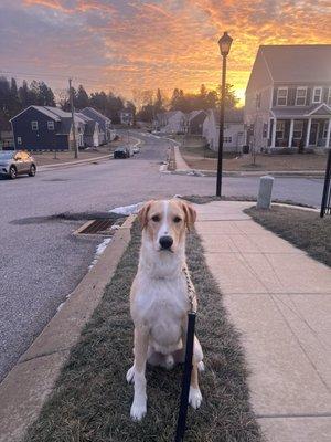 Country Comfort Kennels & Camp