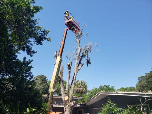 North Central Florida Tree Services & Resources