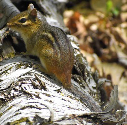 Straight Lake State Park