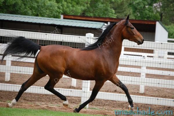 Una Schade Photography & Design