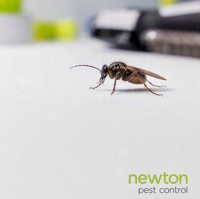Newton Pest Control