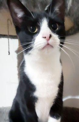 Northeast Animal Rescue