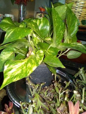 Flowers and Balloons on Fresno