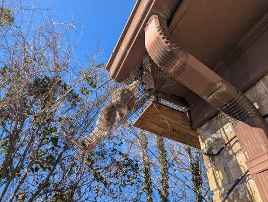 Hall's Wildlife Control