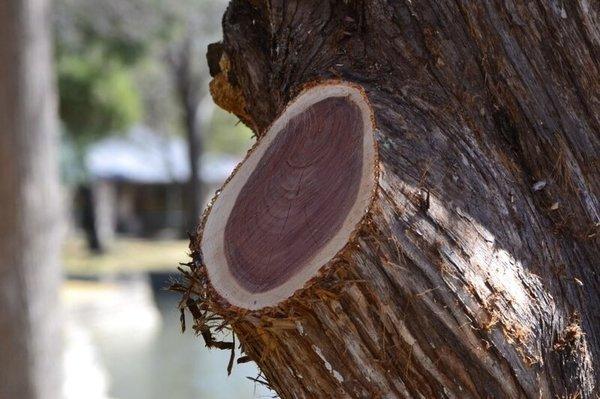 Royce's Tree Service