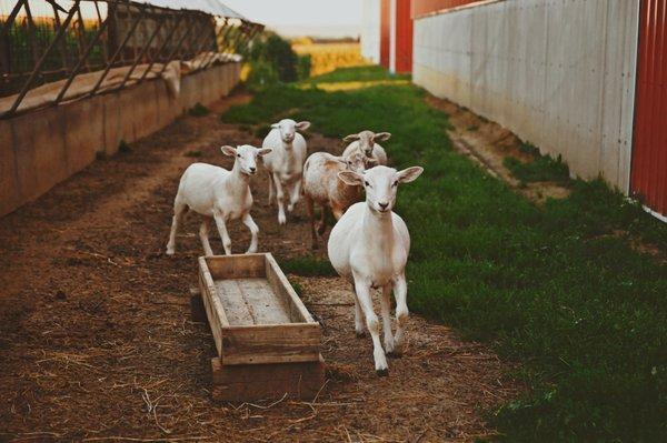 Some of our farm friends, come pet them or feed them.