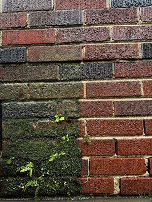 Foxhound Pressure Clean