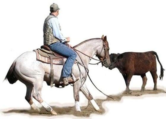 SWT CUTTING HORSES BOARDING & HORSE TRAINING