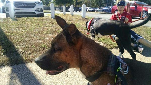 Helping out with training at a PAWS adoption event