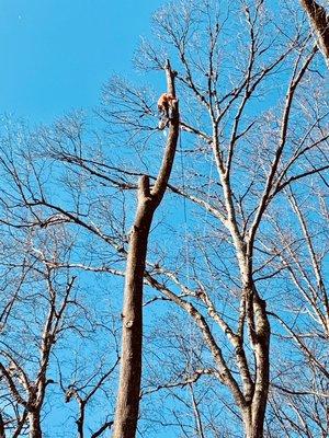 A Better Tree Service