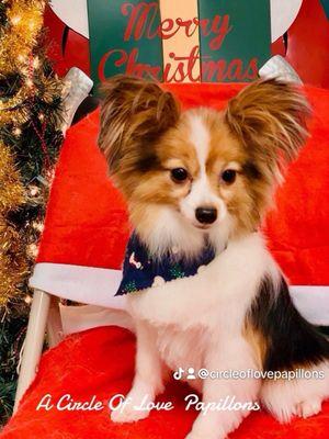 A Circle of Love Papillon's