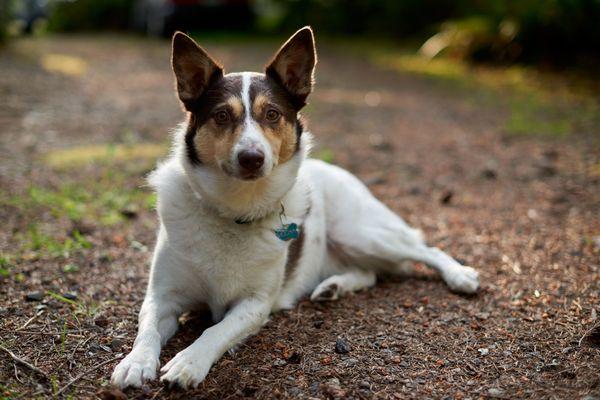 Trusty Dog Training Tulsa