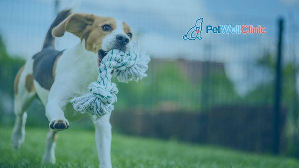 PetWellClinic - Royal Oak