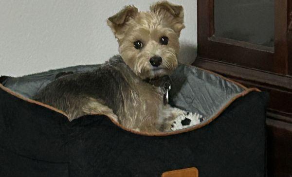 Lincolnton Animal Hospital