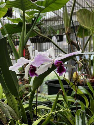 Laelia Cattleya orchid