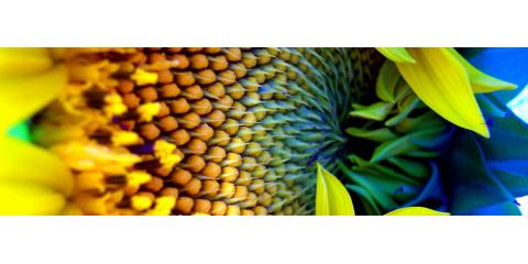 Green Cut Outdoor Services