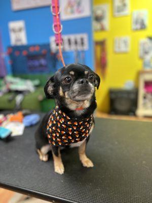 Betty and Friends Grooming