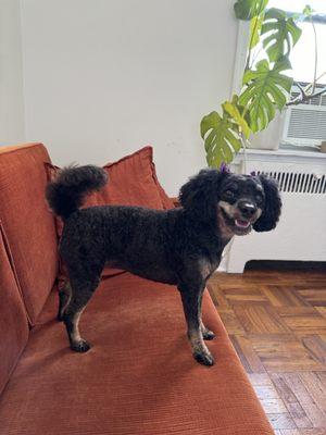 Furry Pawz & Clawz Pet Salon