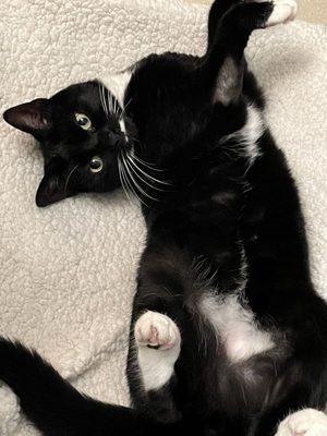 Crossroads Veterinary Hospice