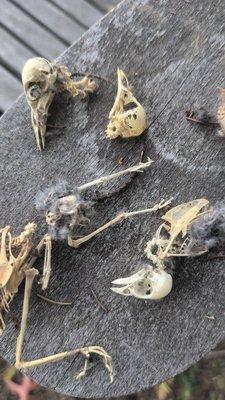 Some nice genuine Halloween decorations from chimney in Havertown.