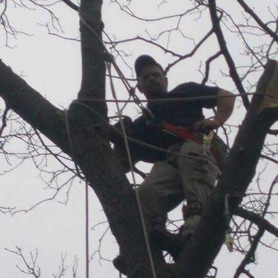 Linne's Tree Service