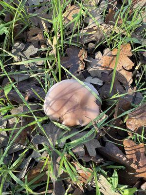 Sarah Court American River Access