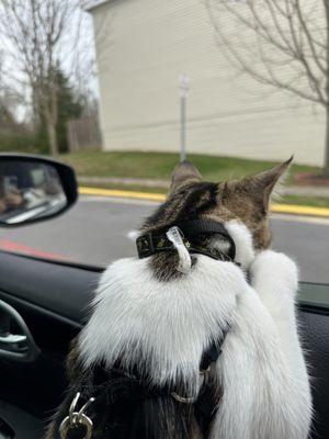 They would've put a perfectly healthy cat down if I would've said yes. That says a lot.