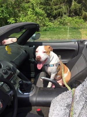 I just love the car and return my pet sitters here I just jump right in but then just end up going for a walk