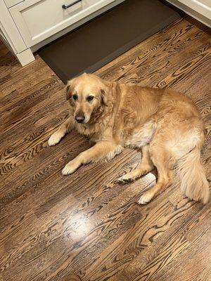 Soapy Dogs Mobile Pet Grooming