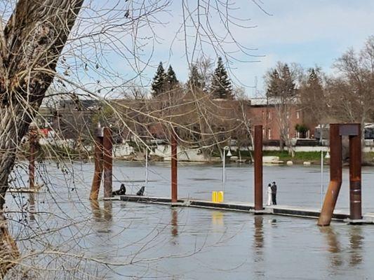 Dock (sea lions at the end)