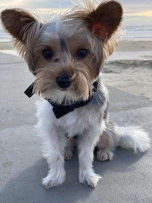 Showtime Pet Grooming