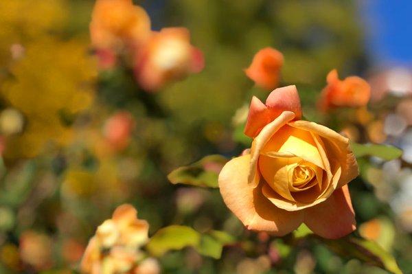 Concierge of the Valley