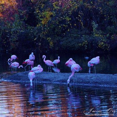 James Orr Photography