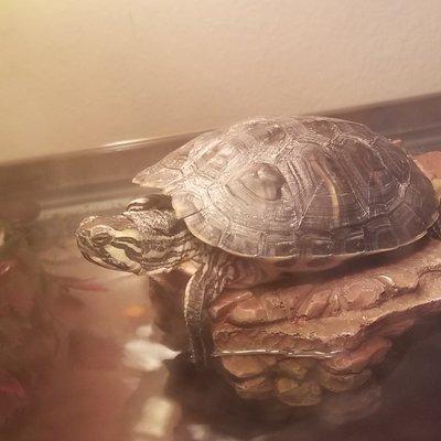 Creature Connections