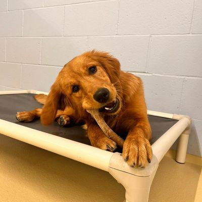 TailWaggers Doggy Daycare Neenah