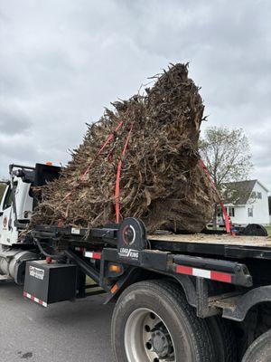 Morrissey Stump Grinding
