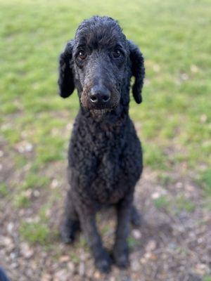 Happy Hill Pet Services