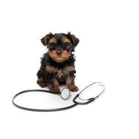 Agoura Hills Animal Hospital