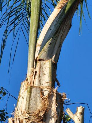 Giving Back Gardening