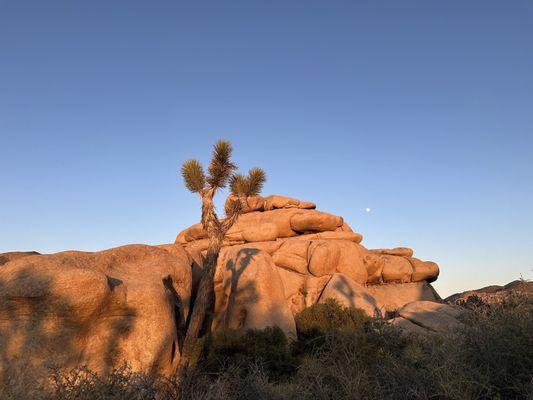 Joshua tree shadows