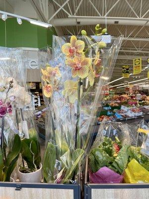 Beautiful plants are in 3/22/23