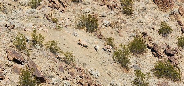 Long Horn Sheep near the trail