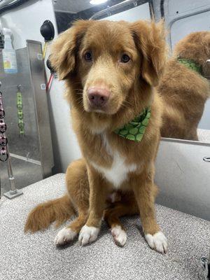 Bath and tidy on this handsome pup! Very happy client