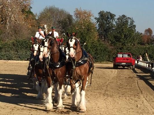 I love the Budweiser Clydesdales!!