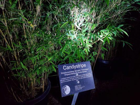 Bamboo Giant Nursery and Gardens