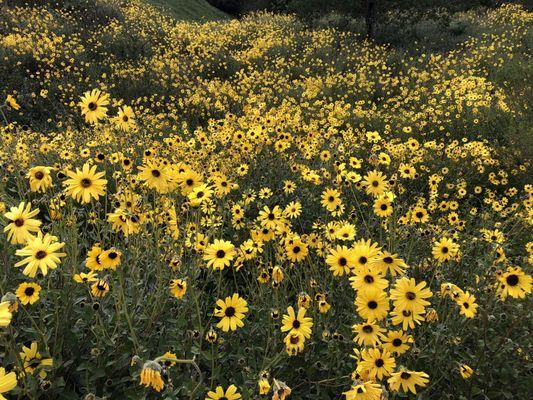 A super bloom of Bush Sunflowers on New Millennium Trail. March 2022