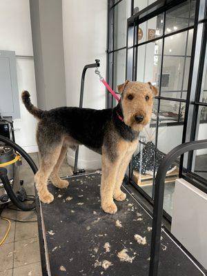 Animal House Grooming